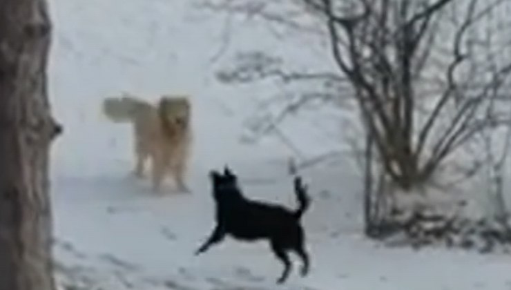 i cani giocano nella neve