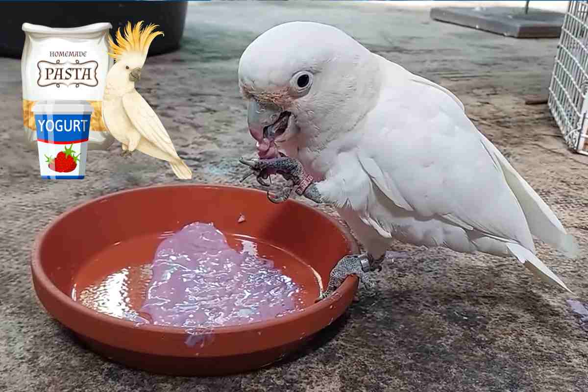 il cacatua mangia la pasta