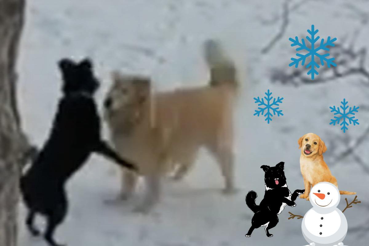 il cane aspetta l'amico per giocare nella neve