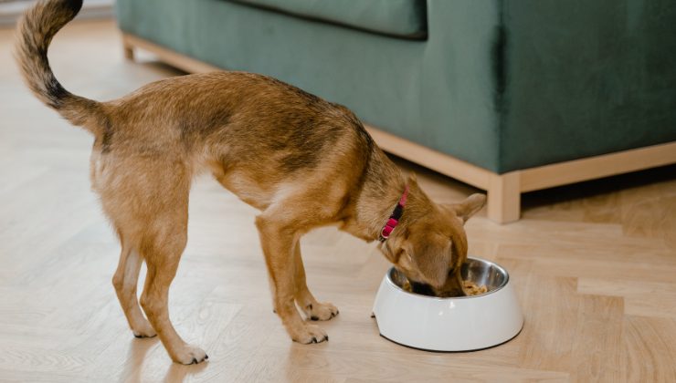 cane mangia dalla ciotola muovendo la coda
