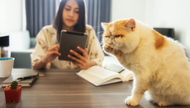 il gatto ignora l'umana