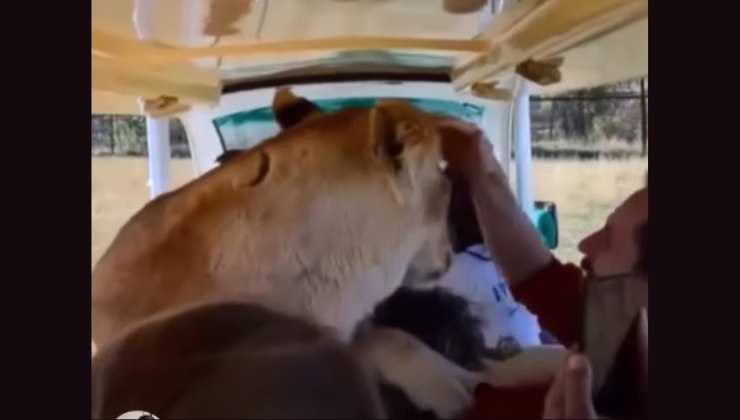 leonessa tra i turisti