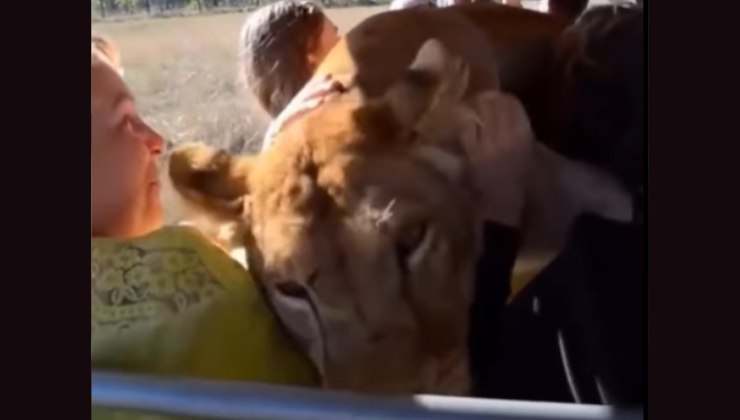 leonessa tra i turisti