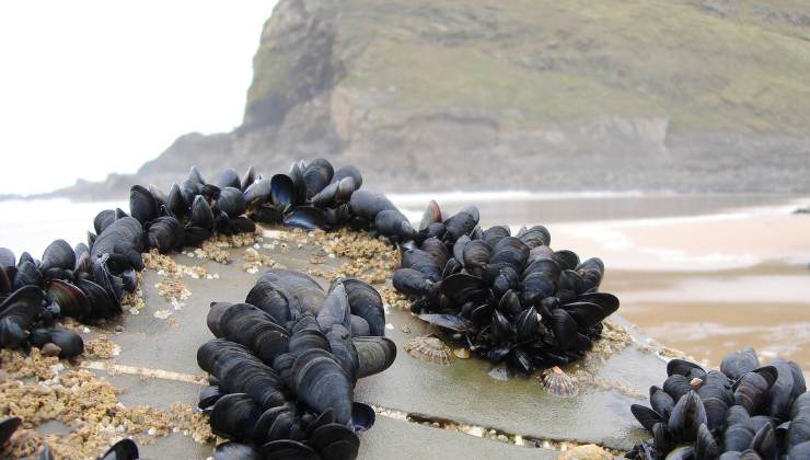 cozze