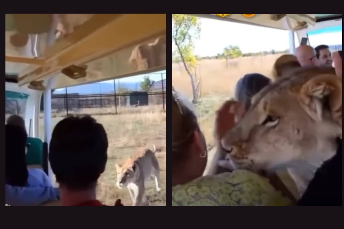 leonessa tra i turisti