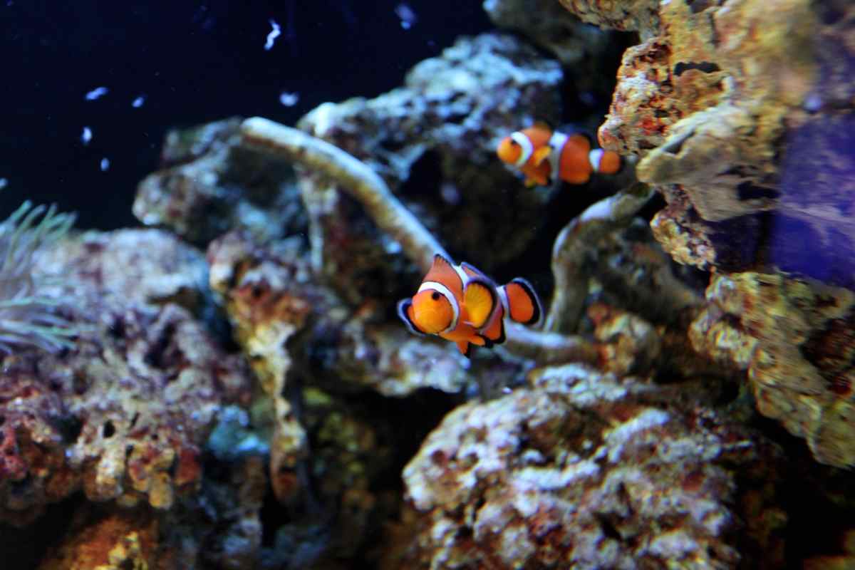 mamma pesce pagliaccio