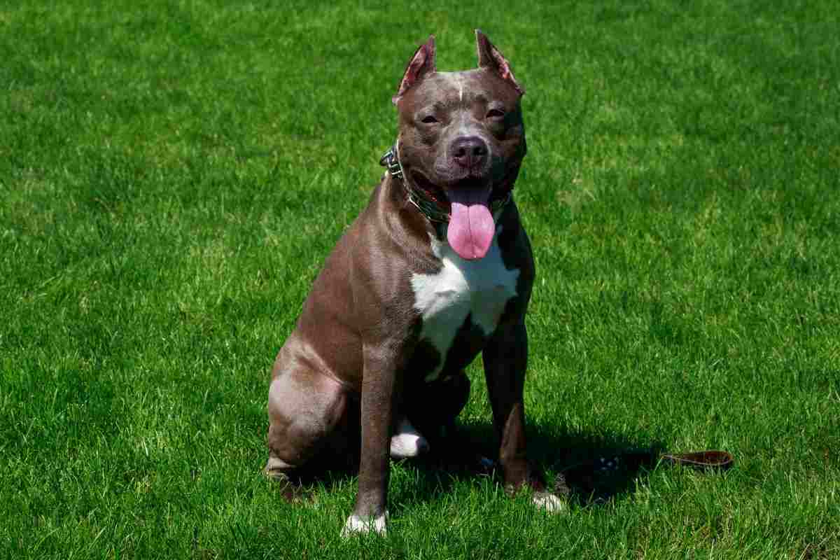 pitbull sull'erba