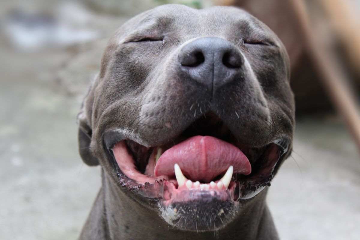 pitbull mascelle