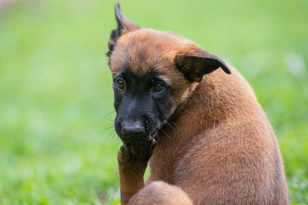 cane mangia unghie