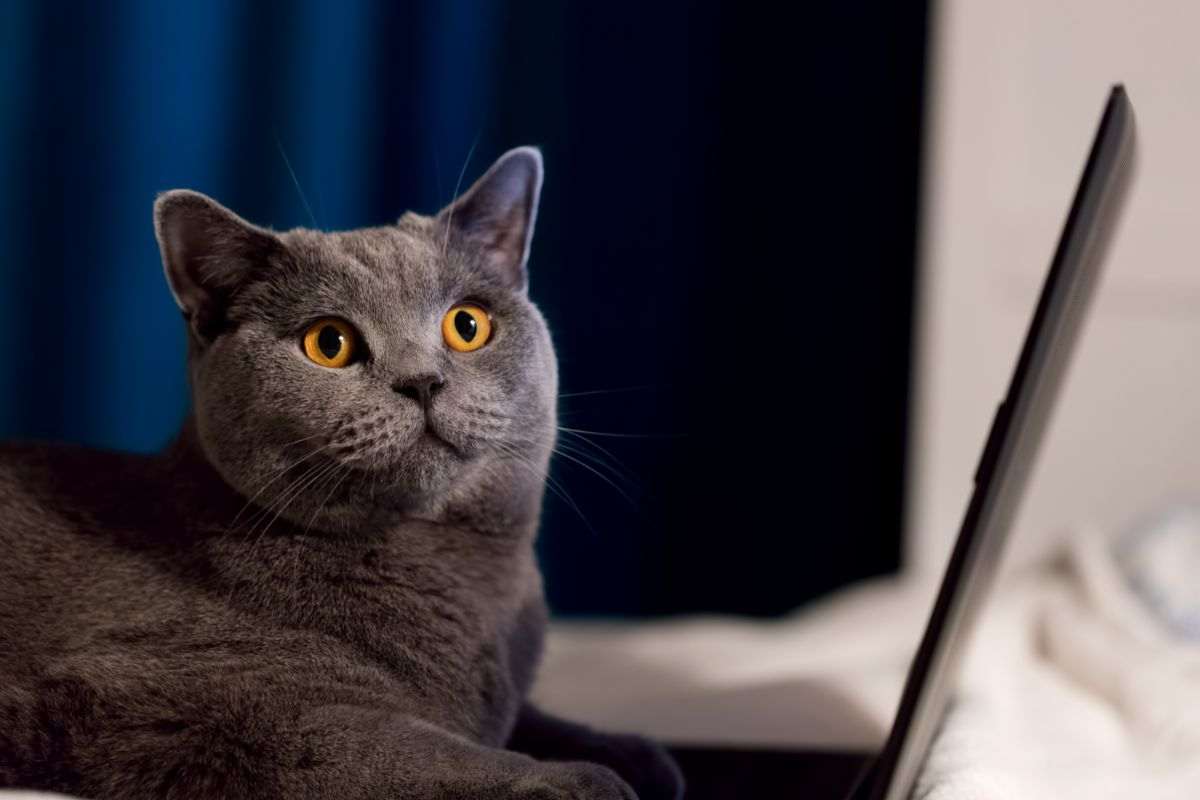 gatto