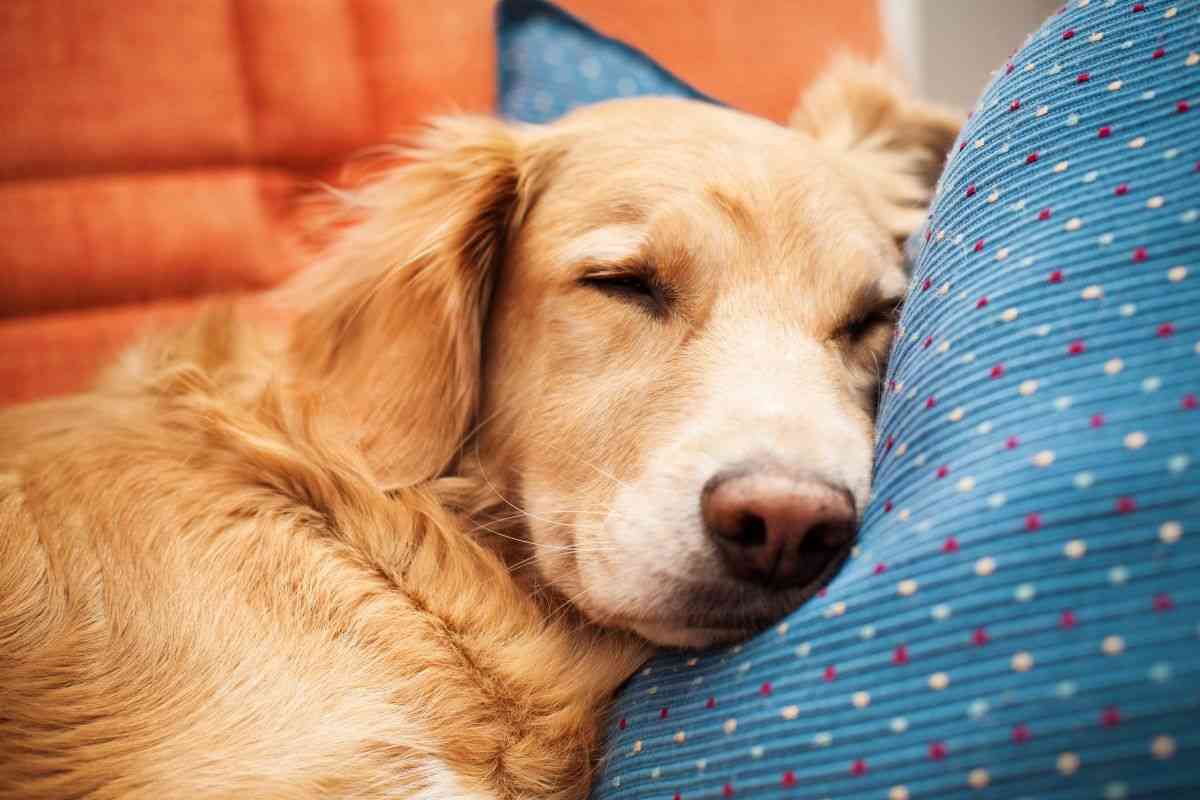 cane sonno