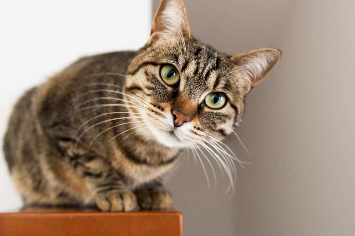 colore mantello gatto
