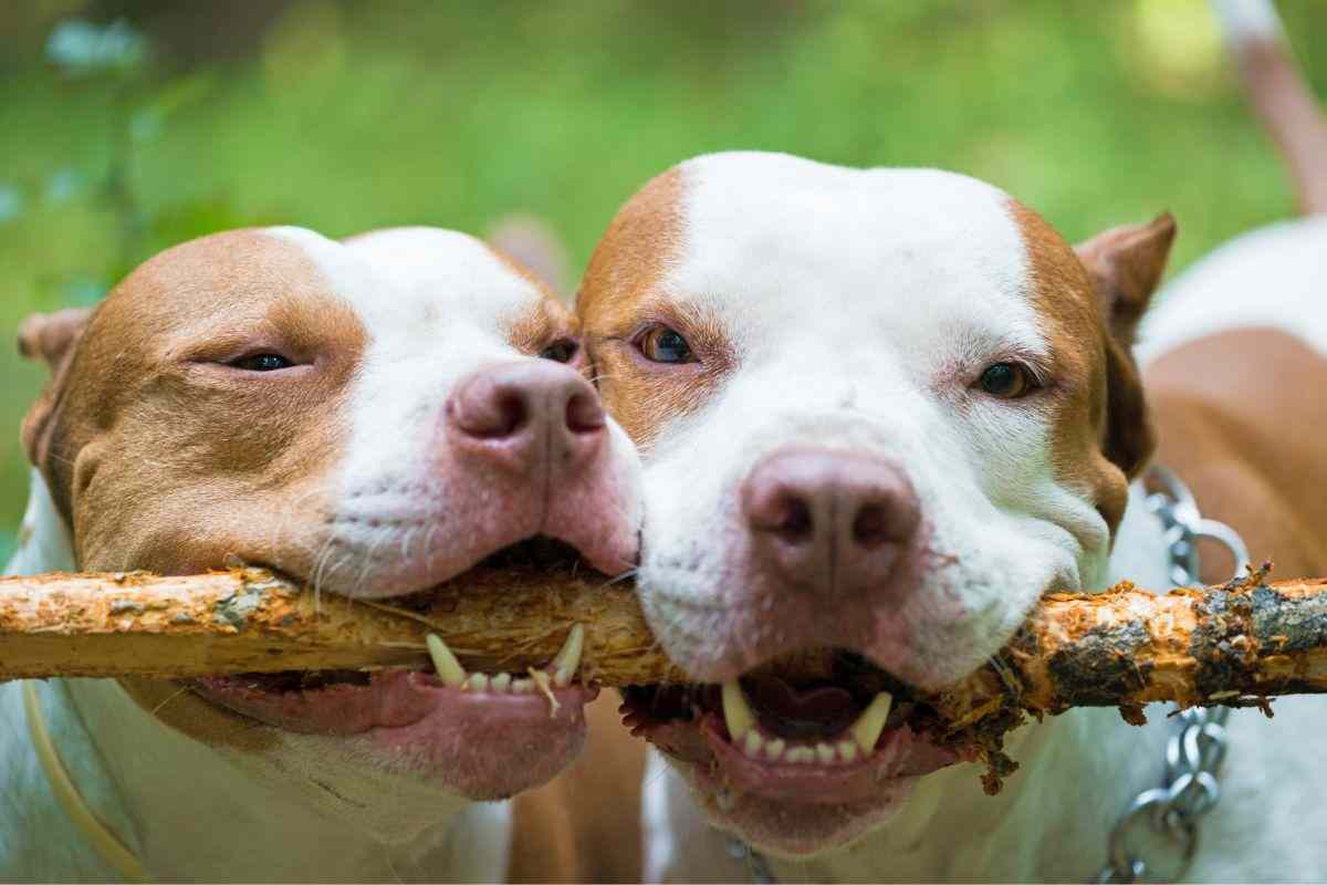 morso cane pitbull
