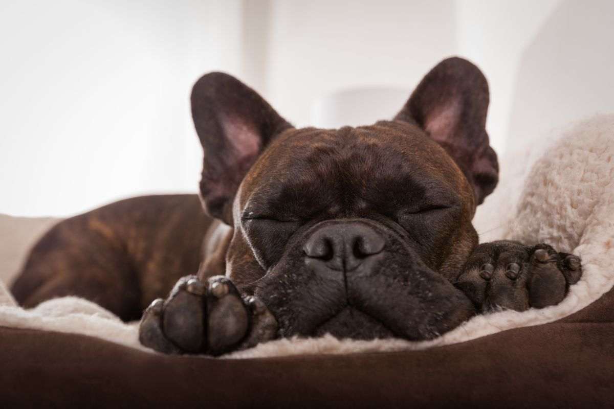 cane dorme
