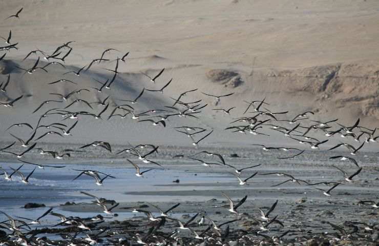 Stormo di uccelli