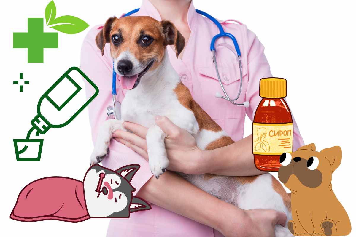 tosse cardiaca nel cane