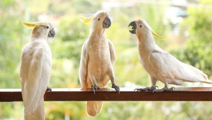 tre cacatua