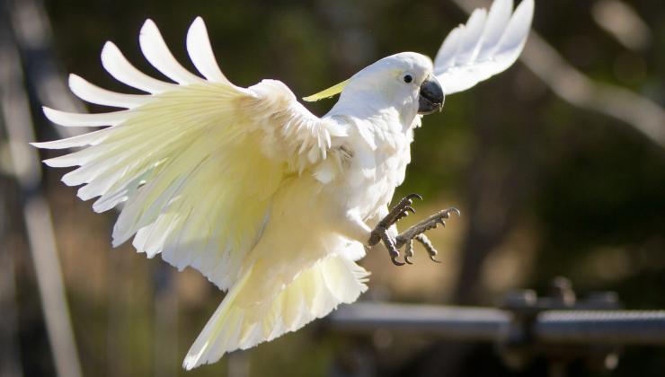 un cacatua