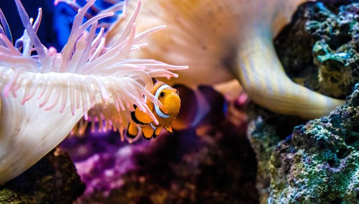 pesce pagliaccio
