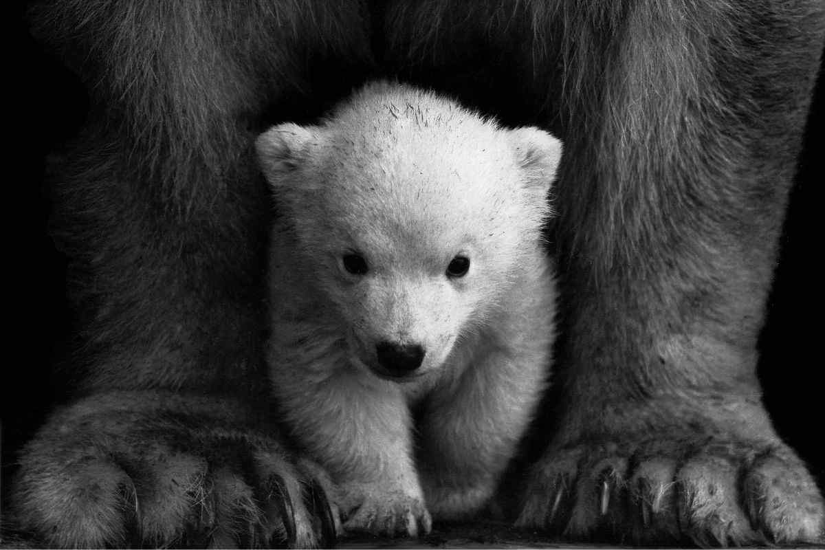 orso polare wwf