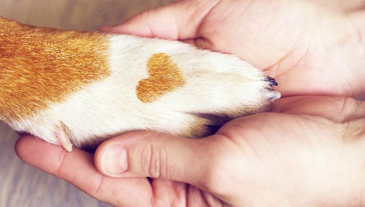 zampa del cane tra le mani
