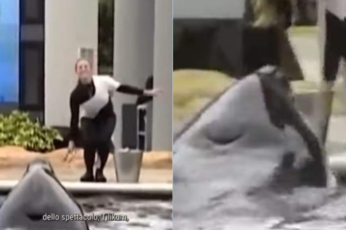 Dawn Bramcheau e l'orca Tilikum