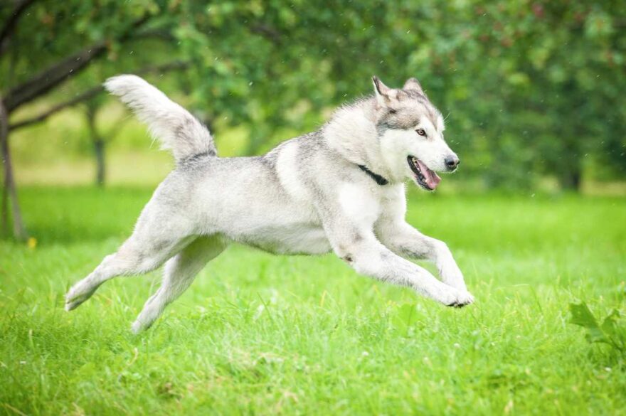 Alaskan Malamute