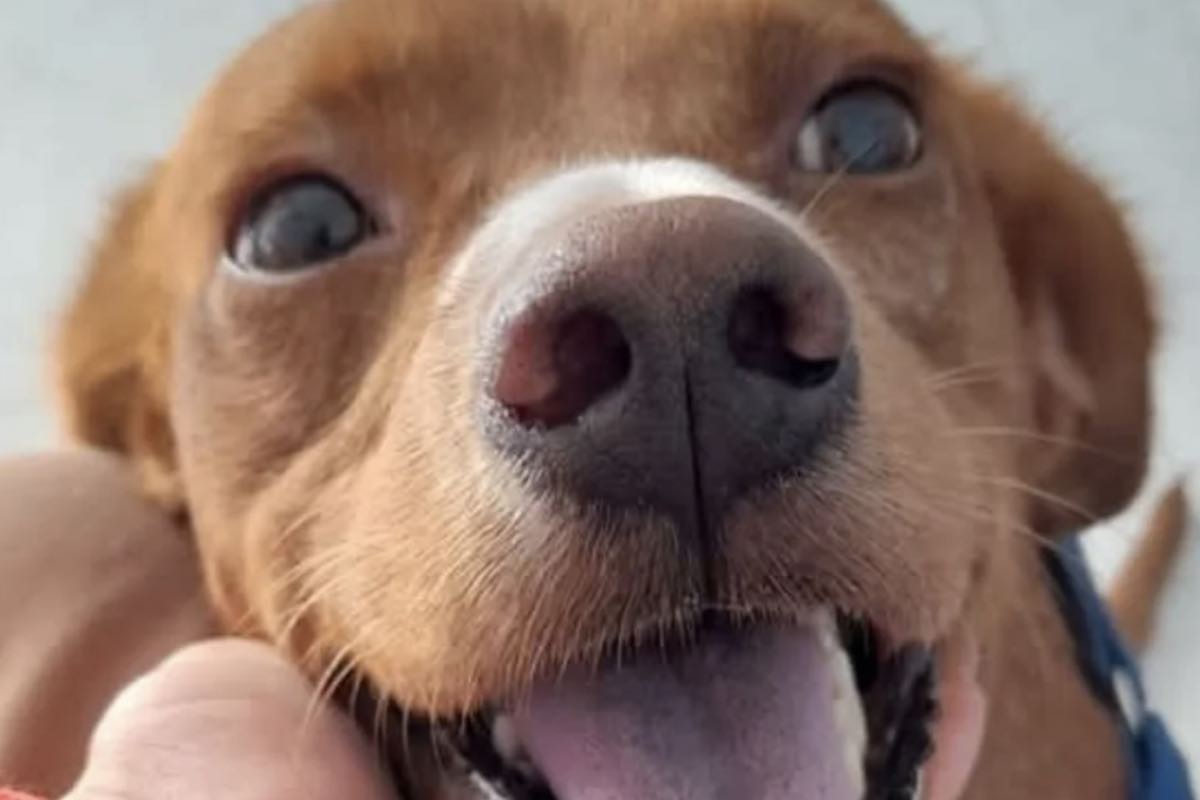 Cucciolo di cane rimasto senza mamma a Sciacca 