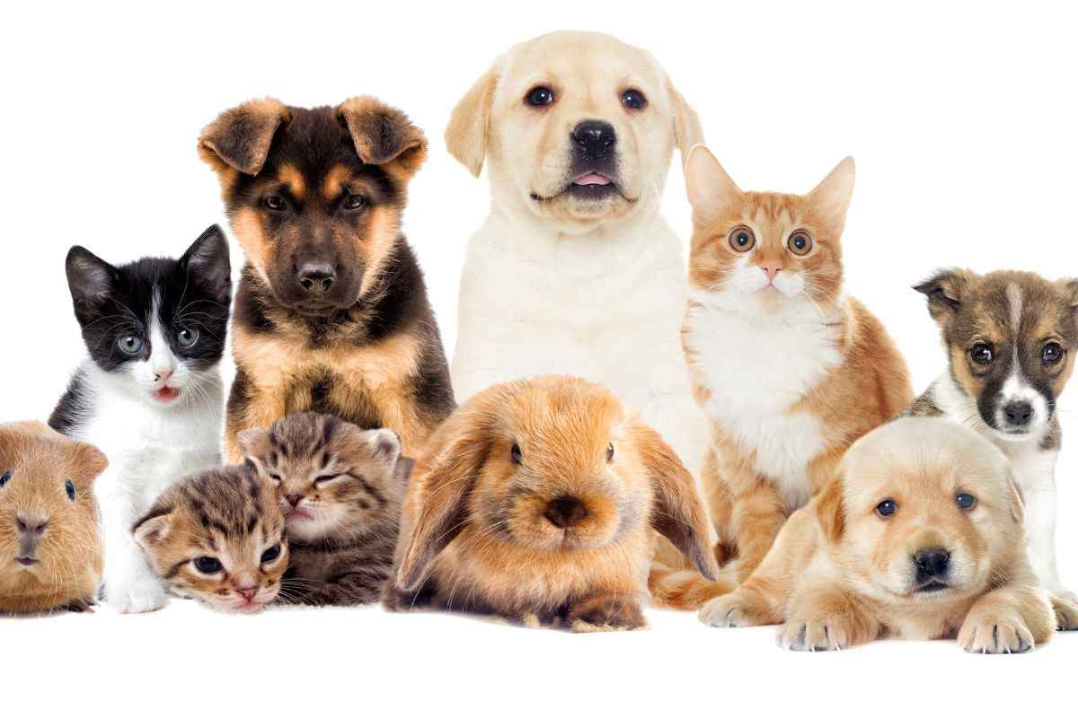 Animali domestici