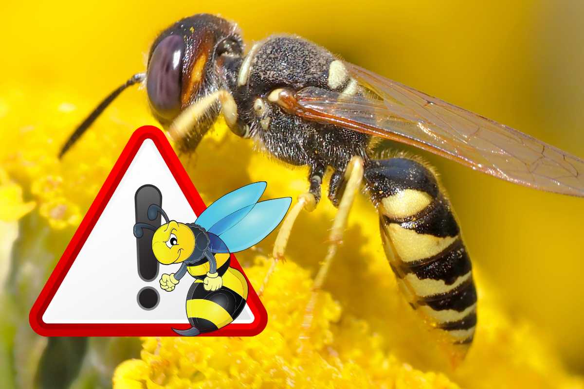 Attenzione alla vespa velutina
