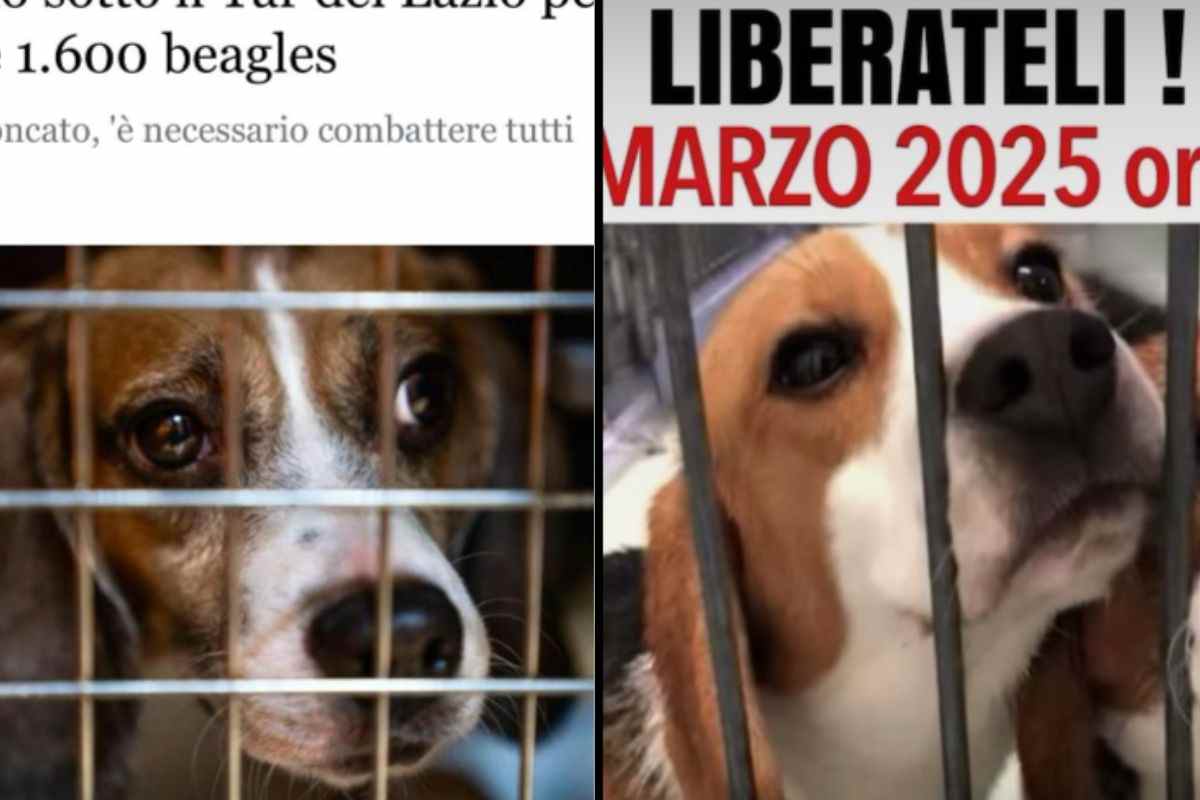 Manifesti anti sperimentazione animale