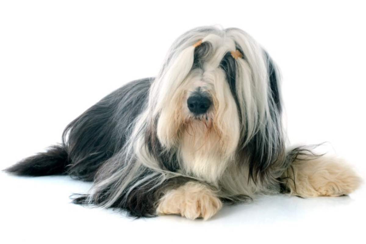 Bearded Collie