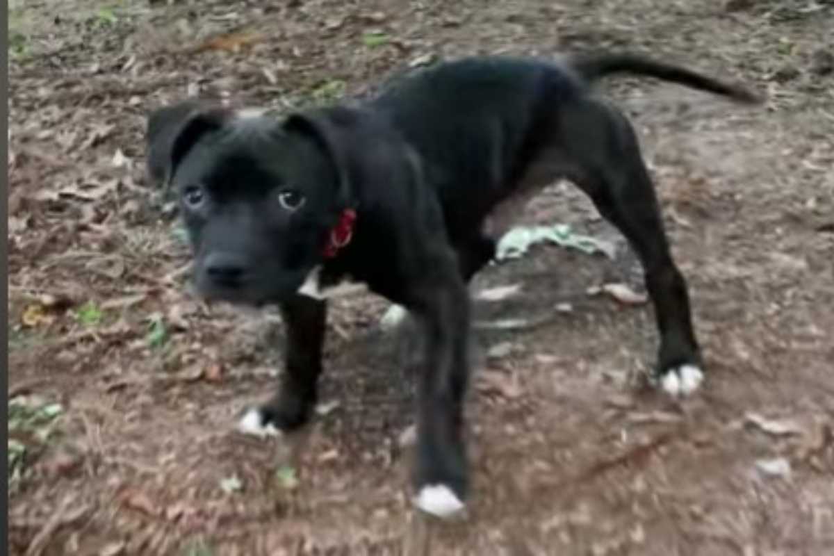 Bevo il cane con disabilità