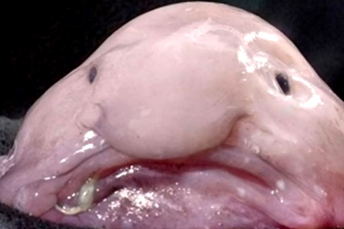 blobfish fuori dall'acqua