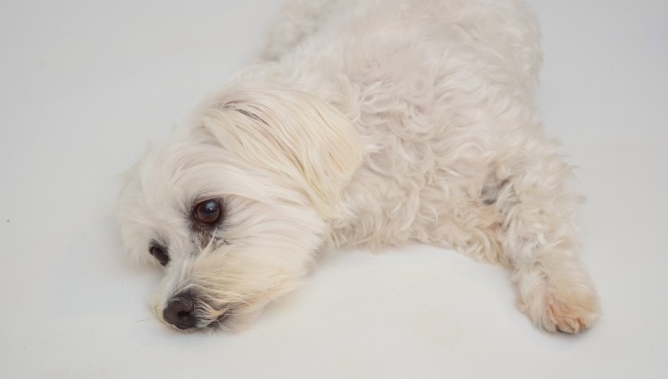 Piccolo cane sdraiato prima di andare dal veterinario 
