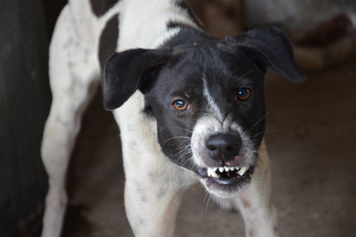 Cane bianco e nero mentre ringhia