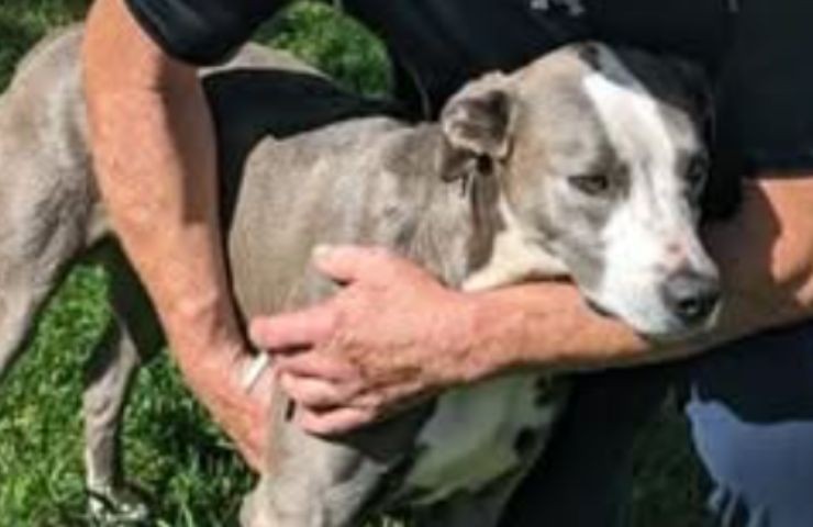 Cane che ha salvato tutti
