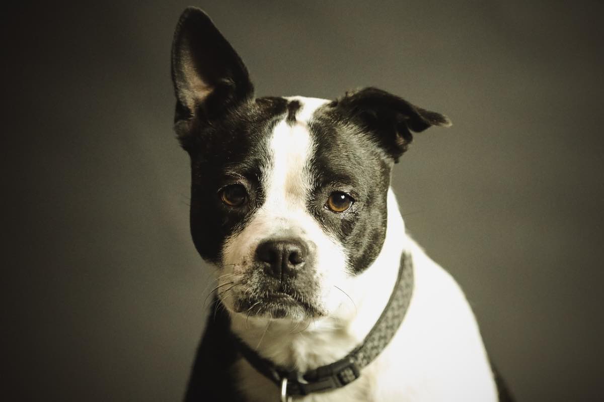 Cane tranquillo (Pixabay Pexels - amoreaquattrozampe.live)