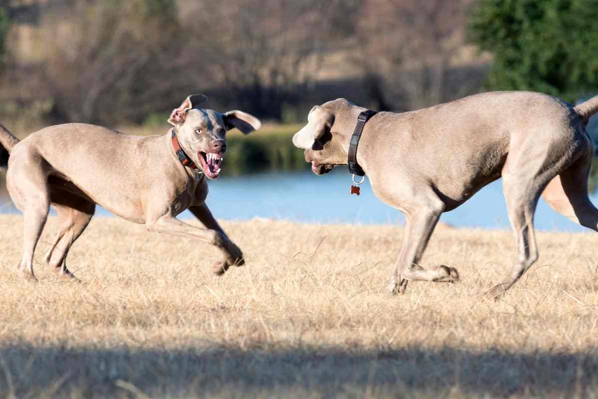 Cani litigano al parco