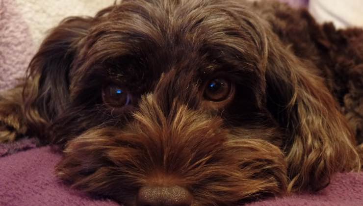 Uno dei cani dall’espressione più dolce in assoluto sul divano