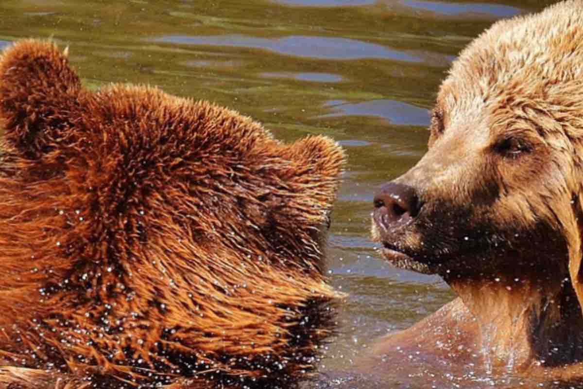Coppia di cuccioli di orso marsicano giocano in acqua