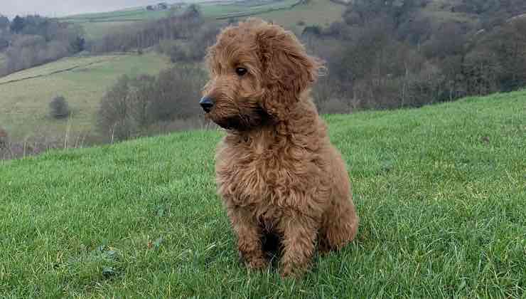 Cockapoo dal pelo marrone su una collina nel verde