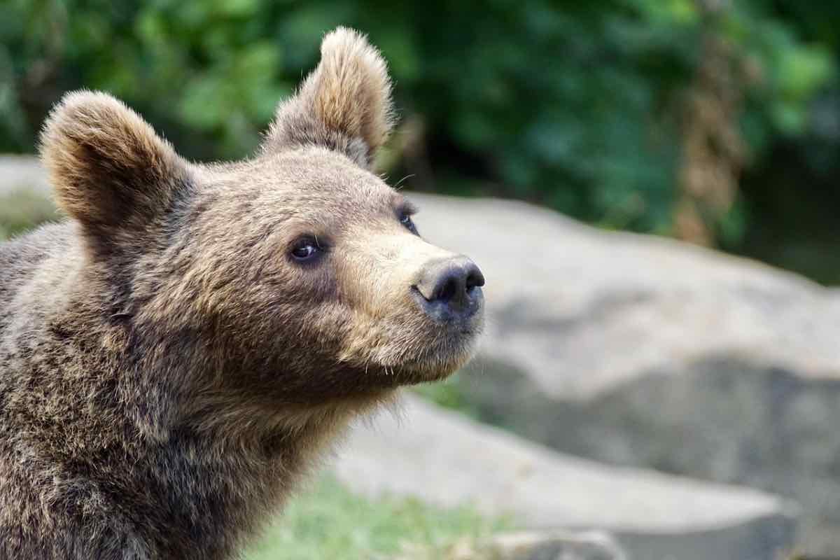 Piccolo orso marsicano vicino alle rocce