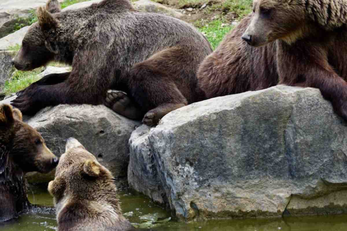 Due cuccioli di orso marsicano e due esemplari adulti sulle rocce