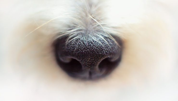 Naso del cane
