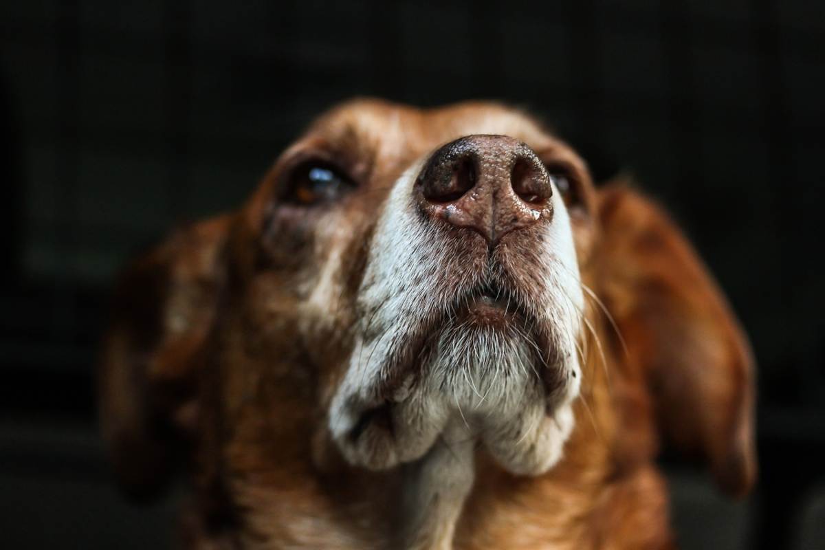 Il naso del cane secco o umido