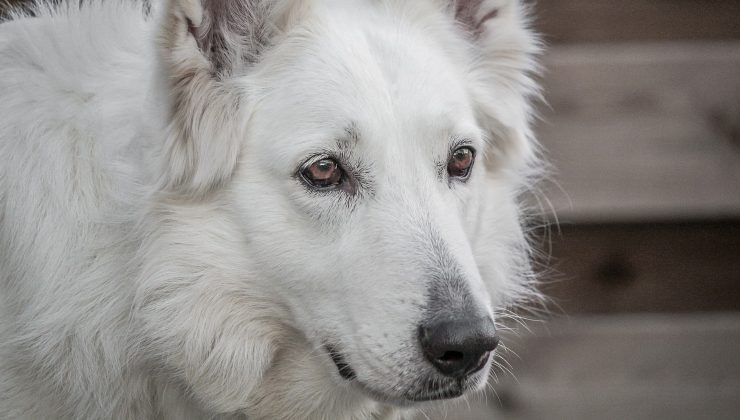 Cane