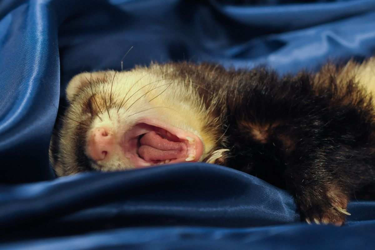 Furetto che dorme