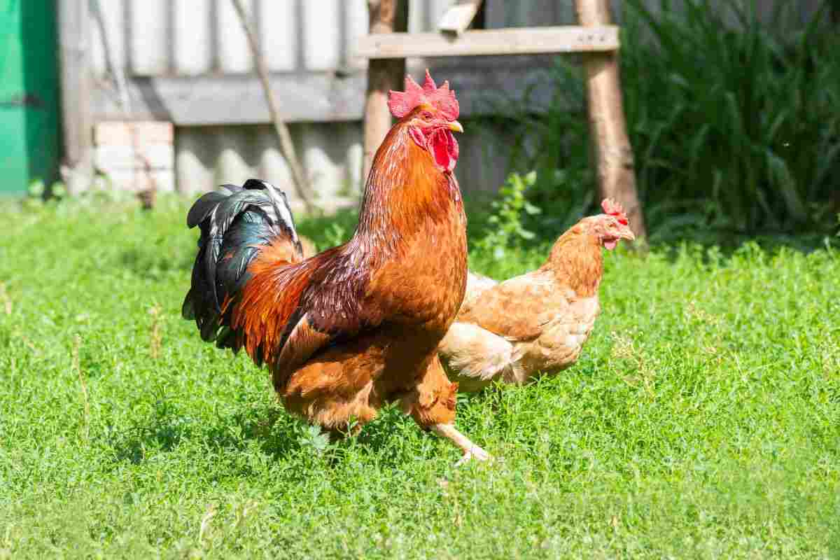 Gallo e gallina nel campo