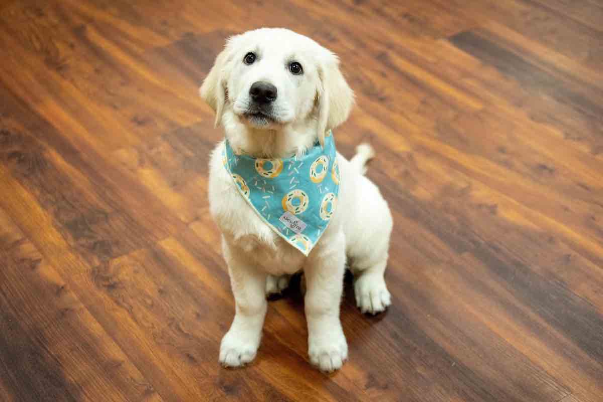 Cucciolo di cane Golden Retriever sul parquet